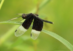Neurothemis tullia