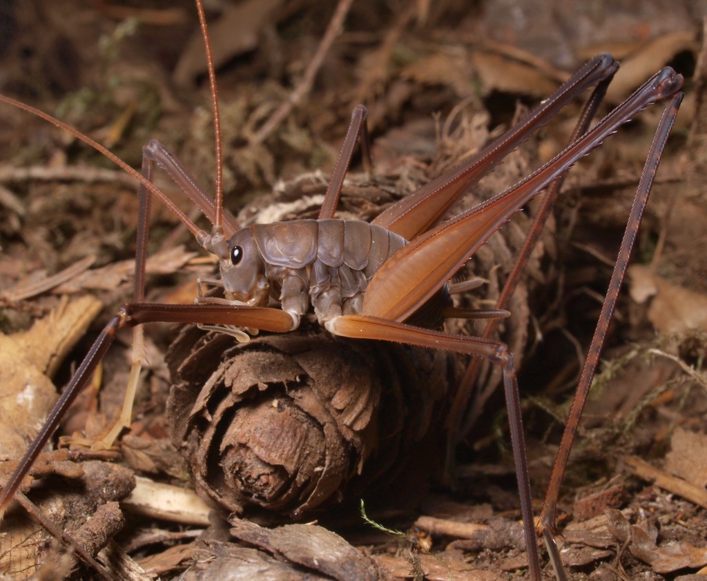 Square-legged Camel Cricket