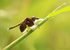 Neurothemis tullia