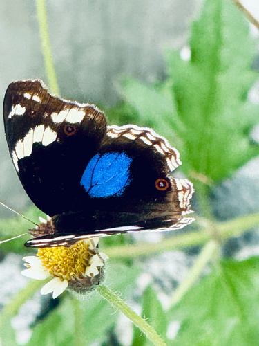 Blue-spot Pansy