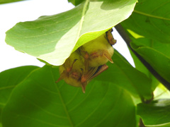 Myotis formosus flavus