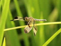 Neurothemis tullia