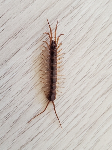 Brown Centipede