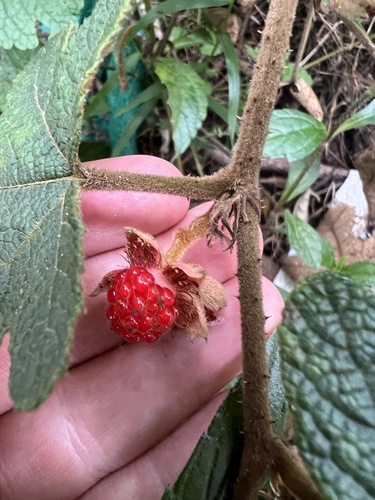 Rubus reflexus, photograph 2