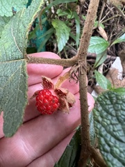 Rubus reflexus, photograph (c) Jared Shorma, some rights reserved (CC BY)
