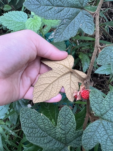 Rubus reflexus, photograph 3
