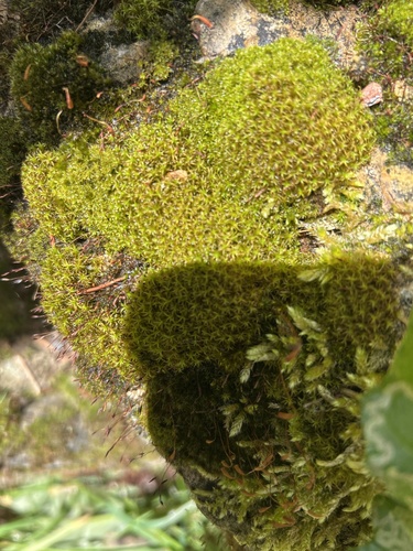Vinealobryum insulanum observed 2026-06-12