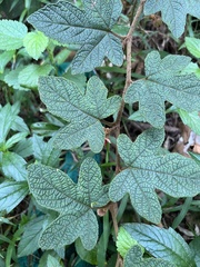 Rubus reflexus, photograph (c) Jared Shorma, some rights reserved (CC BY)