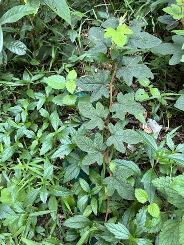 Rubus reflexus, photograph 5