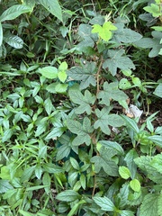 Rubus reflexus, photograph (c) Jared Shorma, some rights reserved (CC BY)