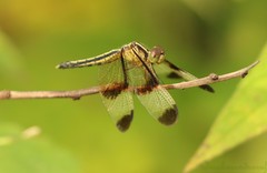 Neurothemis tullia