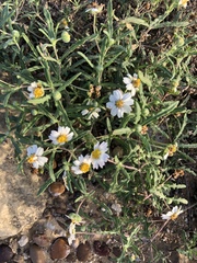 Melampodium cinereum