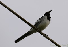 Motacilla maderaspatensis