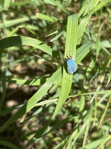 Cerulean Chafer Beetle