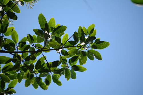Ficus insipida