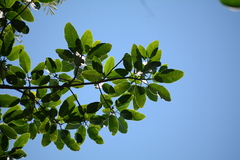 Ficus insipida