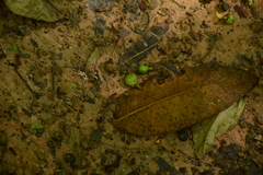 Ficus insipida, photograph (c) Siddarth Machado, some rights reserved (CC BY)