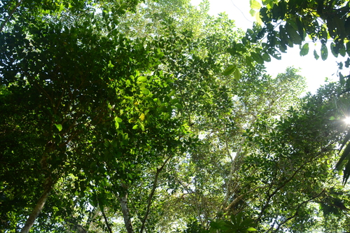 Ficus insipida, photograph 2