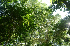 Ficus insipida, photograph (c) Siddarth Machado, some rights reserved (CC BY)