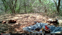 Cardinalis cardinalis