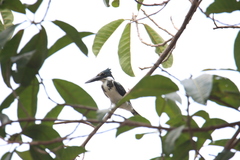 Chloroceryle amazona