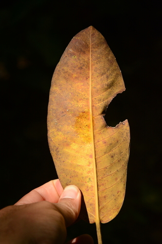 Ficus insipida, photograph 5