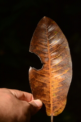 Ficus insipida, photograph (c) Siddarth Machado, some rights reserved (CC BY)