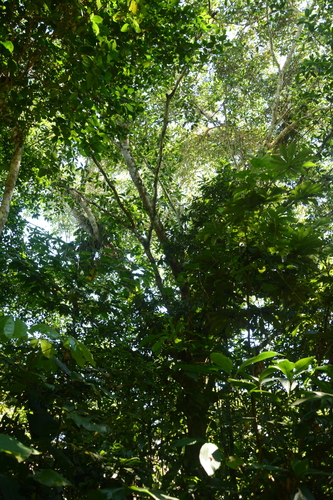 Ficus insipida, photograph 3