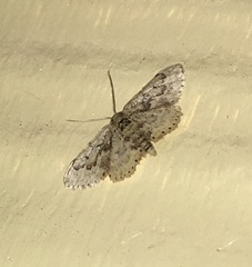 Idaea pervertipennis