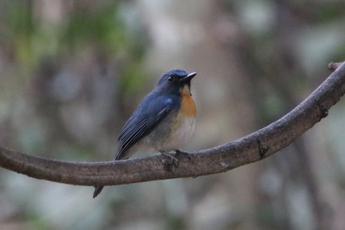 Indochinese Blue Flycatcher (Cyornis sumatrensis), photo 3