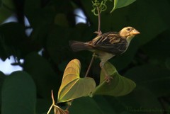 Ploceus philippinus