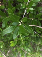 Forestiera segregata