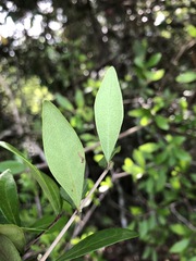Forestiera segregata