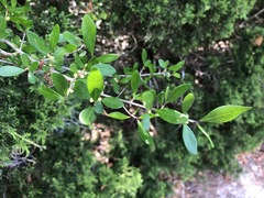 Forestiera segregata