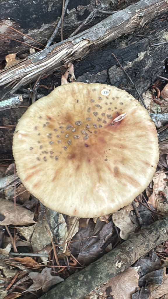 Yellow American Blusher · June 2026 · photo: Photo: no rights reserved · iNaturalist