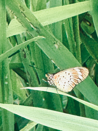 Whitebar Acraea