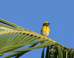 Ploceus philippinus