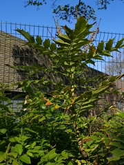 Berberis × hortensis