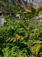 Berberis × hortensis