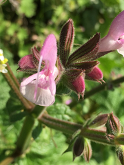 Salvia hierosolymitana