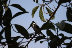 Chloroceryle amazona