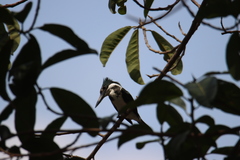 Chloroceryle amazona