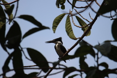 Chloroceryle amazona