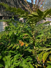 Berberis × hortensis