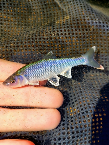 Satinfin shiner (Cyprinella analostana) — Cyprinidae