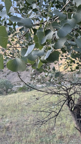 Populus pruinosa