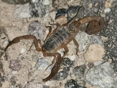 Centruroides ornatus