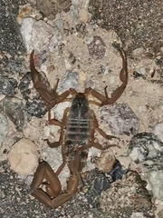 Centruroides ornatus
