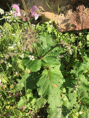 Salvia hierosolymitana