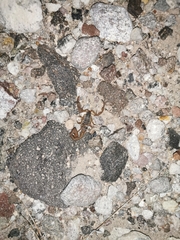 Centruroides ornatus